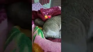 Chotu , Mini❤️❤️❤️#cats #animallover #viral #shortvideos