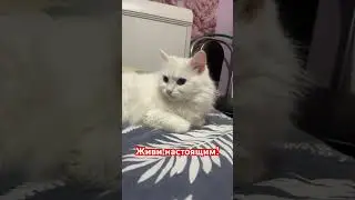 #психология #котофейка #cat #видосыоткота #котик #веселыекоты #кот #прикольныекоты #красиваякошка