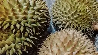 #FirstymEatDurian Subscribe like follow share comment 