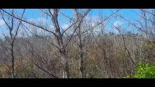 Wind, Words, and Wild Roots: A Caribbean Pine Reflection&rdquo; 2025