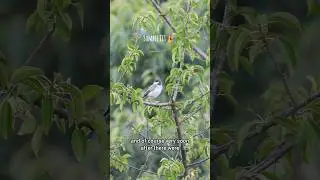 Sombre Tit Part 2 #birding #birds #wildlife #birdsong #nature #birdwatching