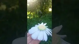 Ромашка связана крючком. Готовлю МК  (платный)