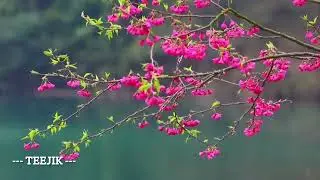 Đón xuân | Phạm Đình Chương | Blues Harp