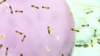 Temnothorax | Linksvayer Lab | ASU SIRG | 2026-01-12
