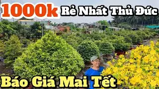 CHÁY HÀNG mai Tết 1000k RẺ NHẤT THỦ ĐỨC gốc tứ quý ghép SBSG Ba Nhân cây đẹp đặc nụ ở vườn Thu Ngọc 