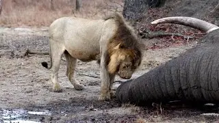 Male Lion Eating Elephant's Trunk | Kambula Males | Mapogos Great Grandsons | 22 October 2024