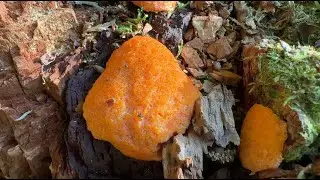 Tubifera ferruginosa, May 18, 2025