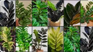 ZZ plant ,#plants #shorts #ytshorts, #gardening #garden 