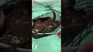 *NEW* Giant Stingray for my aquarium (Rare)