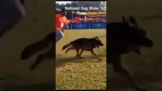 #national dogs event  #dog show #German Shepherd #dog lover #doglife #trending #latest #viralshorts
