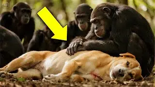 Chimpanzees Rescue Abandoned Dog in Forest &ndash; What TheYou Speechless
