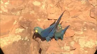 Lear's Macaw - arara-azul-de-lear - Anodorhynchus leari