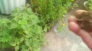 sadabahar plant reporting in small pot | pink vinca in my terrace garden