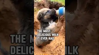 Puppy Wants to Drink Milk, but Mom Won't Let It #dog #cute #puppy