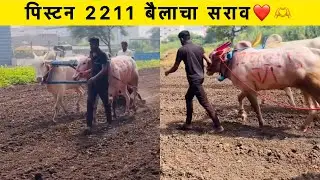 Piston 2211 bull training 🌪️🔝🚀#bailgadasharyat #pistan #2211