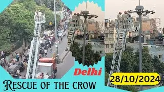 Bird Rescue Delhi | Rescue of Crow | Bird Rescue Operation In Delhi | दिल्ली में पक्षी बचाव अभियान