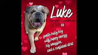 Adopt-A-Bull: Luke is ready for his forever home #foreverhome #adopt #bulldog