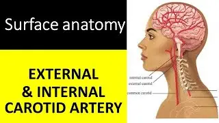 Surface Anatomy of External and Internal Carotid Artery Explained