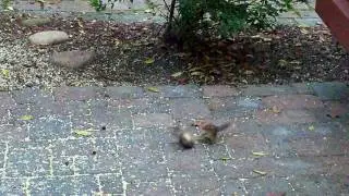 Chipmunk fight
