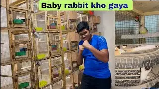 Complete information about strawberry finches| Baby rabbit Kahan kho Gaya #birds #pets  #finches 