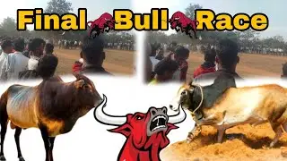 🔥🐂 FINAL BULL RACE  🏁