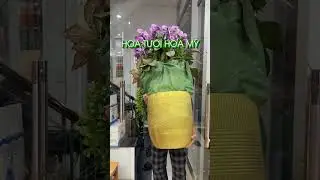 B&igrave;nh Lan Hồ Điệp T&iacute;m M&ocirc;n Mix Sen Đ&aacute; Cao Cấp