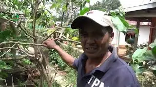 Cara Pruning Atau Pemangkasan Pohon Mangga Agar Sehat, Pendek  & Cepat Berbuah