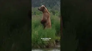 Cosa NON FARE se incontri un ORSO