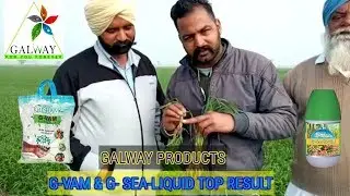 Galway krisham products !! Jaivik khad ka excellent Result