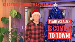 Как спасти растение, распроданное в крупном сетевом магазине!