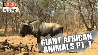 Hunting GIANT Animals in Africa Pt. 1