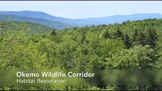 Okemo Wildlife Corridor: Habitat Restoration