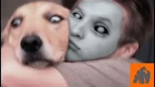 Funny Dogs Scared of Masks - Part 1