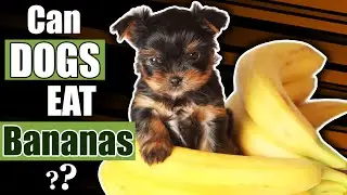 Can Dogs Eat Bananas? A Complete Guide To All Your Questions!