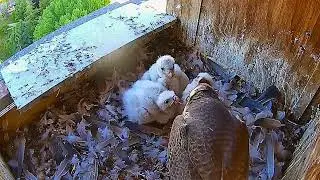 #falcon Cam3#49 Review baby birds in the nest - Dad and mother brings food to feed their chicks
