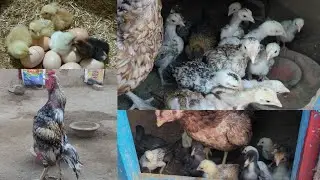 New chick 🐥🐣🐥 and update #chicken 