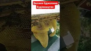 Забув розширити вулик.. #бджоли #пасіка #вулик #мед #honey #beekeeping #bee #honey #будівництво