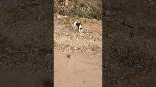 Help 🙏🙏🙏#viral #animals #love #shorts