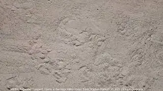 Wild Animals Pugmarks including Leopard and Hyena on the forest  track of Narmada Valley, MP