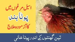 Aseel murga men pota band ka ilaj. | Baloch Aseel