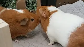 Questions about Guinea Pig  | GUINEADAD LIVE Q&A SESSION