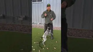 Stop your dog from counter-surfing for food with this simple step.