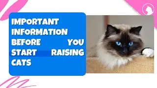 Important information before you start raising cats