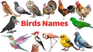Birds Vocabulary for Kids | 20 Bird Names in English | Learn Birds for Kids