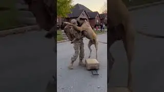 🥰 Real life Scooby Doo welcomes home a hero. Unbelievable reunion moments #doglove #heroic #pets