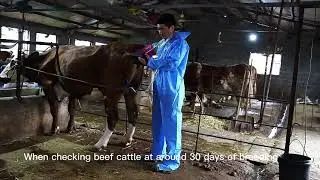 Dawei S1 animal veterinary ultrasound machine for cattle