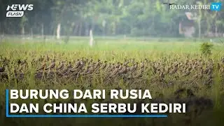 Burung dari Rusia dan China Migrasi ke Kediri, BBKSDA Imbau Masyarakat Tak Lakukan Perburuan