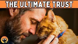 The 5 Biggest Compliments Your Cat Gives You