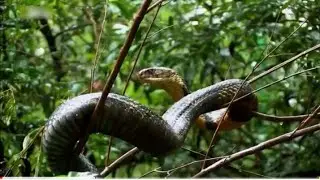 Nagin video , 🐍