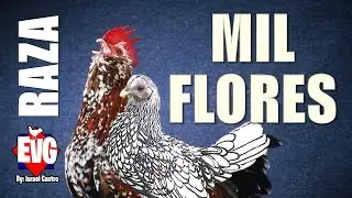 Las Gallinas Mil Flores &iquest;Es una Raza?